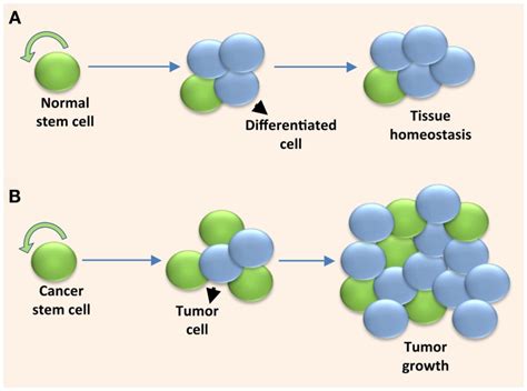 Solid Tumors Are Fueled By Cancer Stem Cells Undergoing Excessive