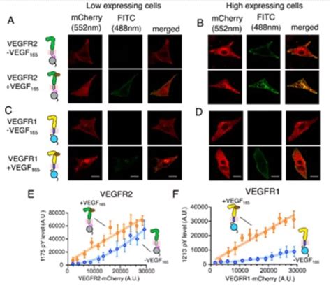 vegfr key  tackle colon  renal cancers pwonlyias