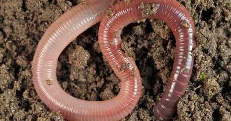 Earthworm Quiz Find Out How Much You Know A Z Animals