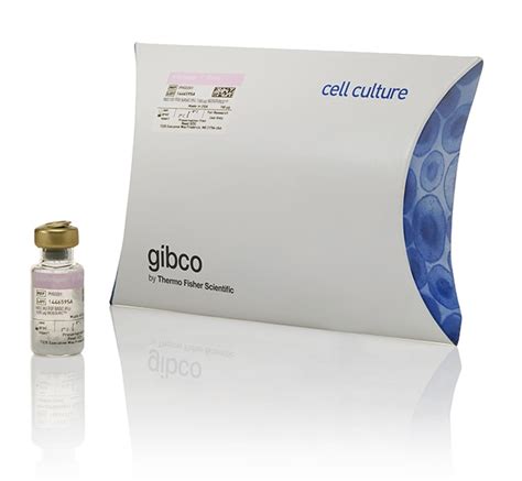 Gibco Human Fgf Basic Fgf Bfgf Aa Recombinant Protein