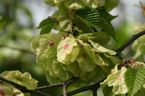 Ulmus Glabra