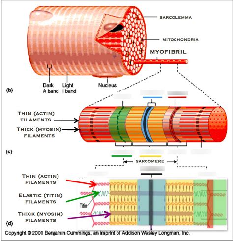 Myofibril Zones Diagram Quizlet