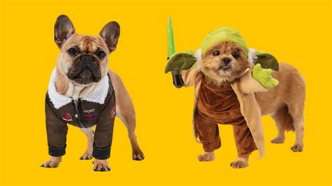 The Best Halloween Costumes For Dogs In 2022 Variety