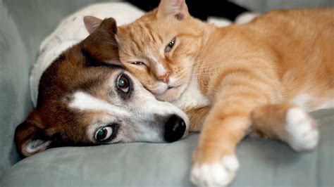 Le chien a nourri et soigné le chat jeté au fond du ravin