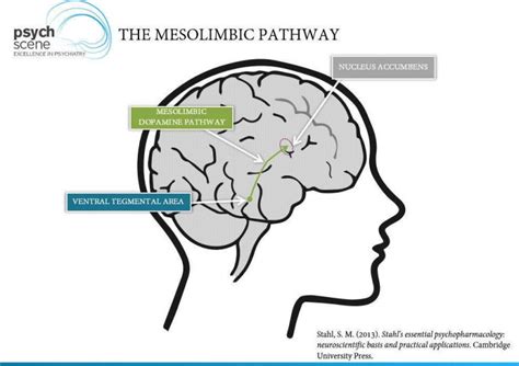 Guide To Antipsychotic Medications Mechanisms Of Action