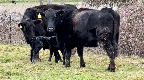 More Calves And Solving My Fence Problems Youtube