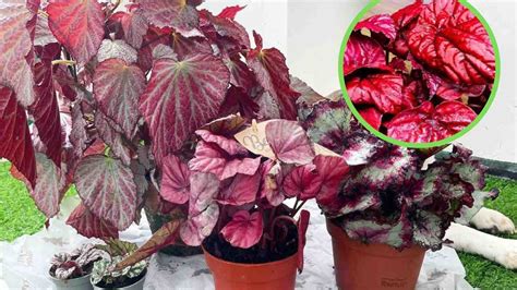 Begonia Inca Flame Una Pianta Tropicale Che D Un Tocco Di Colore In Casa