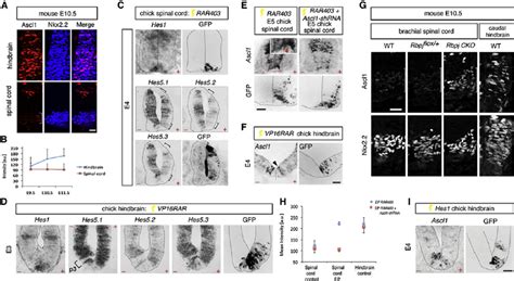 Ascl Expression Level In P Progenitors Is Negatively Correlated With