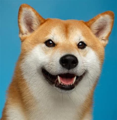 doge Blank Template - Imgflip