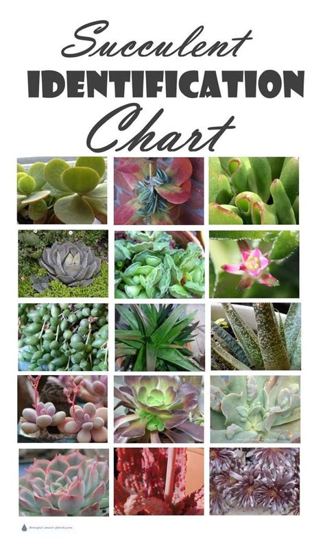 Succulent Identification Chart Gathering Descriptions And Names For