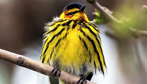 Why so many colorful little warblers? These 2 genes - Futurity