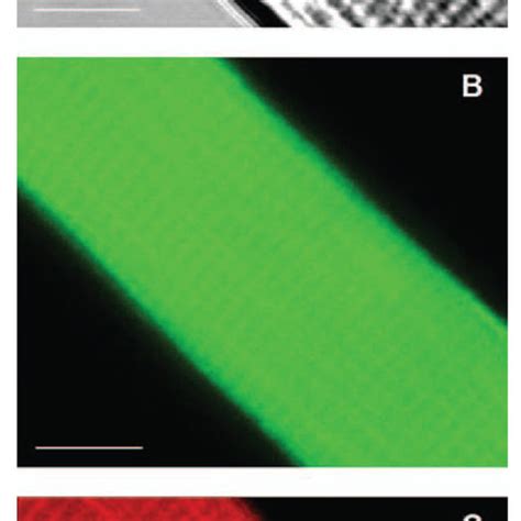 Confocal Images Of A Single Mature Skeletal Muscle Fiber Selected Area