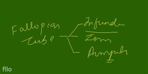 The Given Figure Depicts A Diagrammatic Sectional View Of The Human Femal