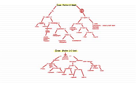 Flow Chart Gram Gram Gram Ps Gram Neg Gram Positive T Bacilli Oz On C Spore F It Spore