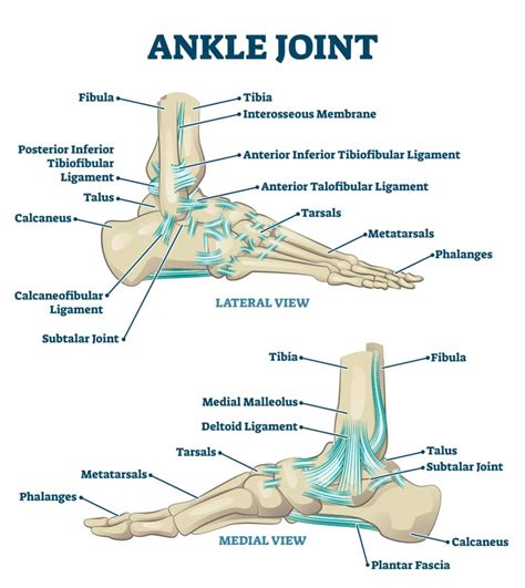 Your Guide To Understanding Lateral Ankle Sprains Rehab 49