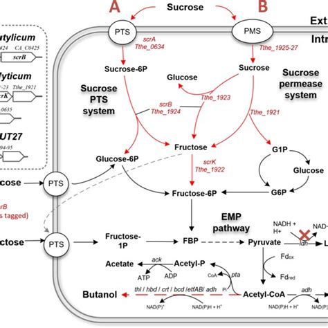 Schematic Representation Of The Sucrose Utilization Pathway And