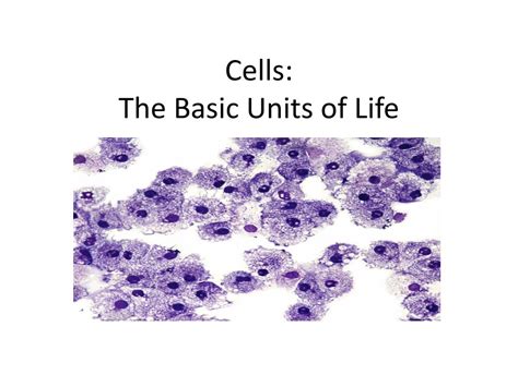 Ppt Cells The Basic Units Of Life Powerpoint Presentation Free