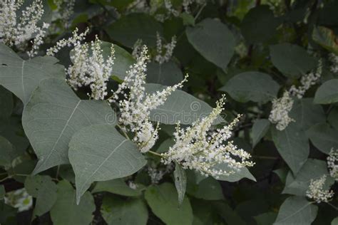 Flowers of Asian Knotweed, Fallopia Japonica.shoots of Japanese ...