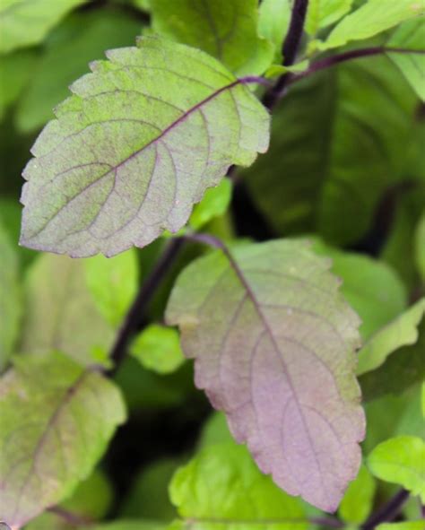 Buy Rama Tulsi And Krishna Tulsi Plants Online Holy Basil