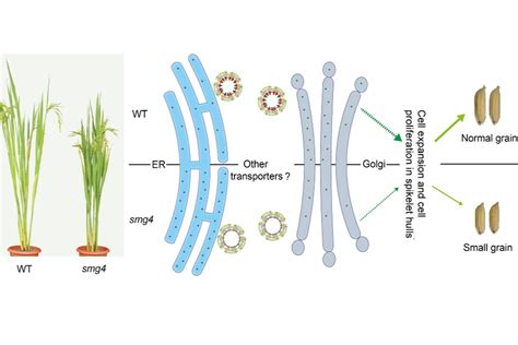 揭示水稻籽粒大小调控新机制—新闻—科学网