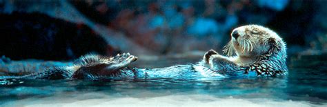 How Sea Otters Thrive - Pacific Beach Coalition