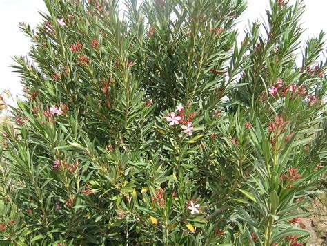 Nerium Oleander Ufifas Assessment University Of Florida Institute