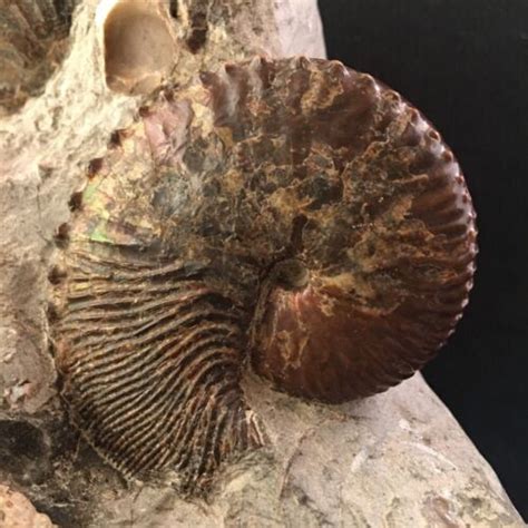 Fox Hills Formation Ammonite Hoploscaphites Nicoletti Ebay