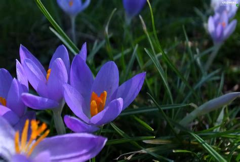 Spring, purple, crocuses - Flowers wallpapers: 1920x1300