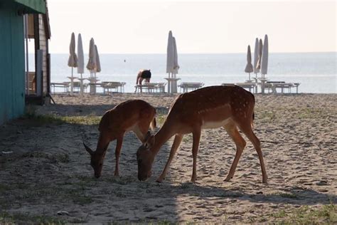 Daini In Spiaggia A Lido Volano La Nuova Ferrara