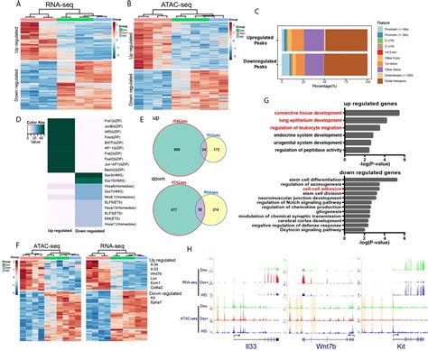 Inducible Lncrna Transgenic Mice Reveal Continual Role Of Hotair In