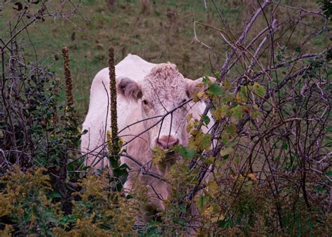 Book Club Review Purple Cow By Seth Godin 1st Source Web