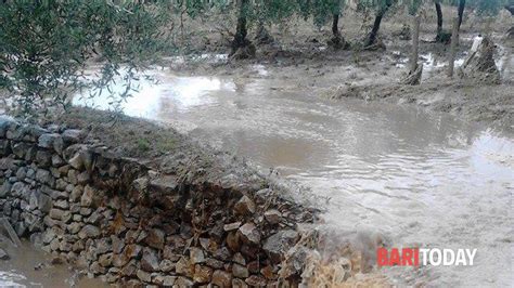 Ondata Di Maltempo Nel Barese Coldiretti Gravi Danni A Vigneti E