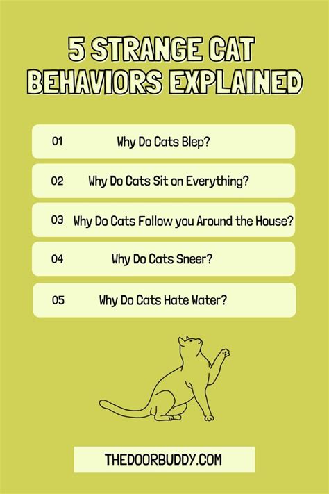 5 strange cat behaviors explained – Artofit