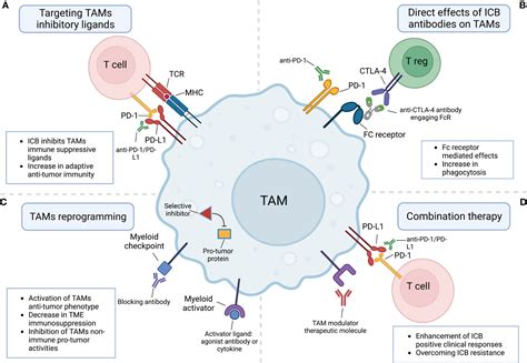 Frontiers It Takes Two To Tango The Role Of Tumor Associated