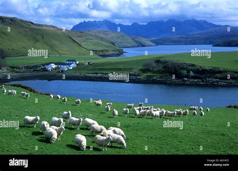 Scotland Shepherd Isle of Skye with sheep sheeps farming rural farm loch Stock Photo - Alamy