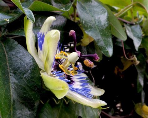 La pasionaria Características usos propiedades cultivo Flor planta