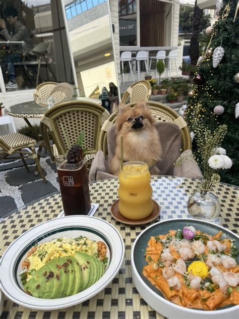 회춘수영광안리애견동반 브런치카페🐶 네이버 블로그