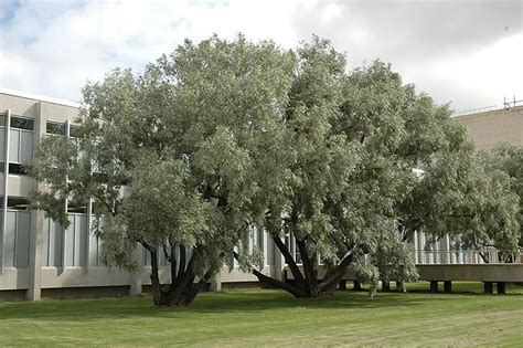 Silver Willow Salix Alba Sericea At Dutch Growers Garden Centre Plants Garden Center