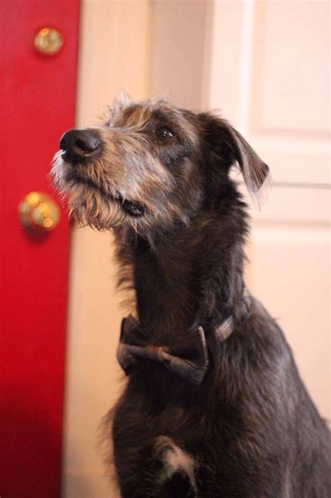 Floki the Irish Wolfhound pup. 6 months | Irish wolfhound, Wolfhound ...