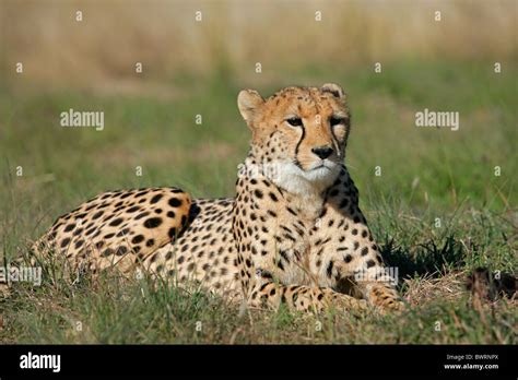 Cheetah Acinonyx Jubatus Lying In The Grass South Africa Stock Photo