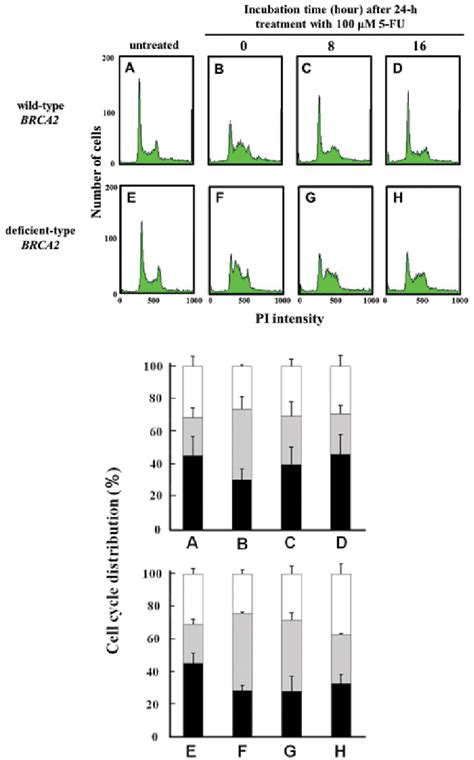 Cell Cycle Histogram And Cell Cycle Distribution Following A 100 µm