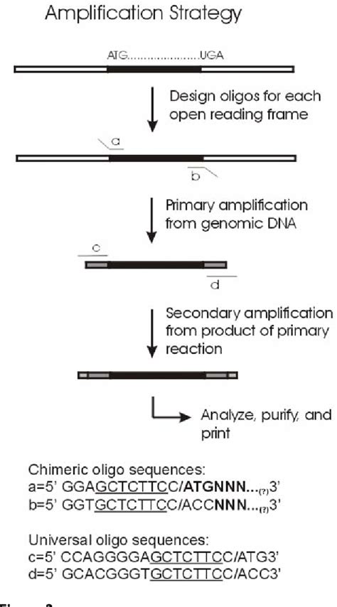 Figure 1 From The Construction And Use Of Bacterial Dna Microarrays