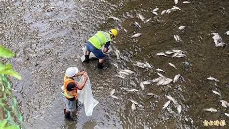 基隆鶯歌溪出現大量魚群暴斃 疑天氣熱水溶氧量不足所致 生活 自由時報電子報