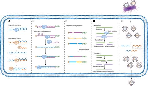 Frontiers Recombination In Positive Strand Rna Viruses