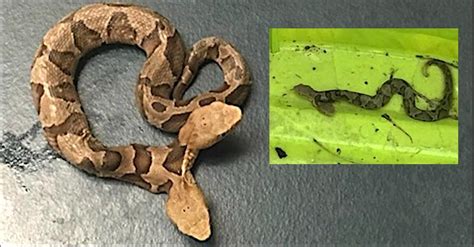 DOUBLE-TROUBLE: Rare 2-Headed Copperhead Snake Found In Virginia ...