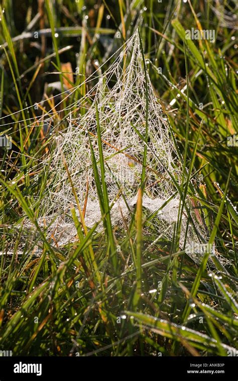 Tent web spiders hi-res stock photography and images - Alamy