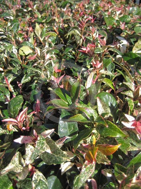 Trachelospermum Jasminoides Tricolor Variegated Star Jasmine