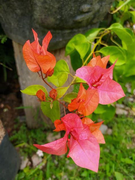 Bougainvillea Glabra Ou Bunga Kertas Foto De Stock Imagem De