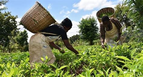 KTDA Pays KSh27 6 Billion Final Bonus To Farmers Kenyan Wall Street