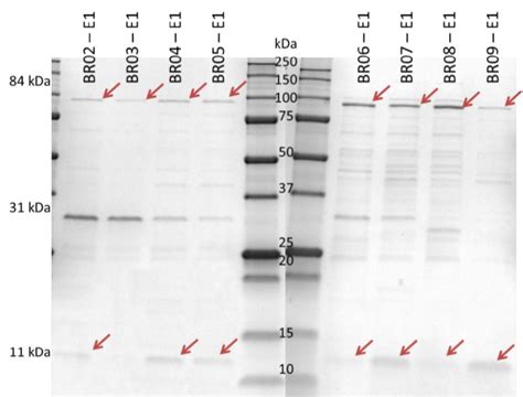 SDS-PAGE gel of the first eluate of the last sample of cultures BR02 to ...